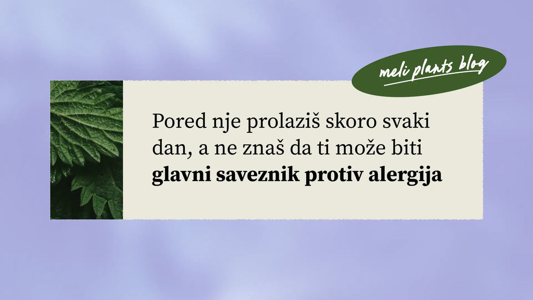 Kopriva kao glavni saveznik protiv alergija