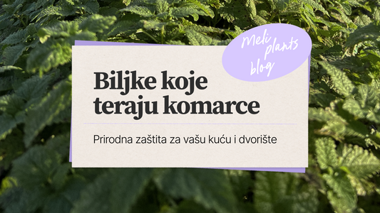 Biljke koje teraju komarce